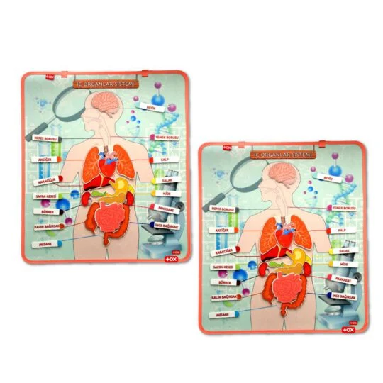 İç Organlar Sistemi (2Set)