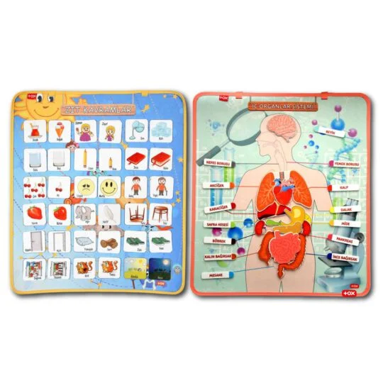 İç Organlar ve Zıt Kavramlar (2li)