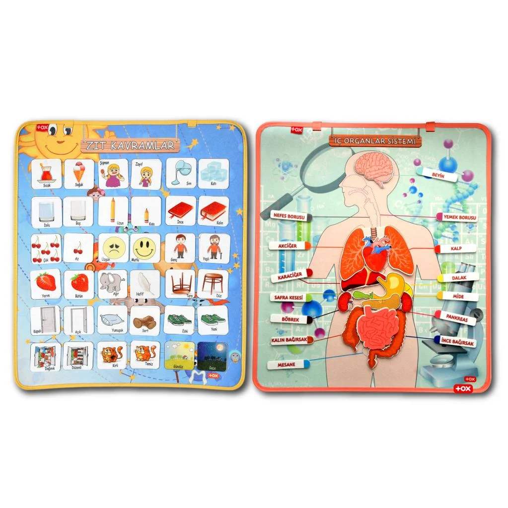 İç Organlar ve Zıt Kavramlar (2li)