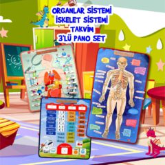 Takvimi Öğreniyorum, Organlar ve İskelet Sistemi (3lü) - Görsel 2