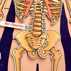 Takvimi Öğreniyorum, Organlar ve İskelet Sistemi (3lü) - Görsel 12