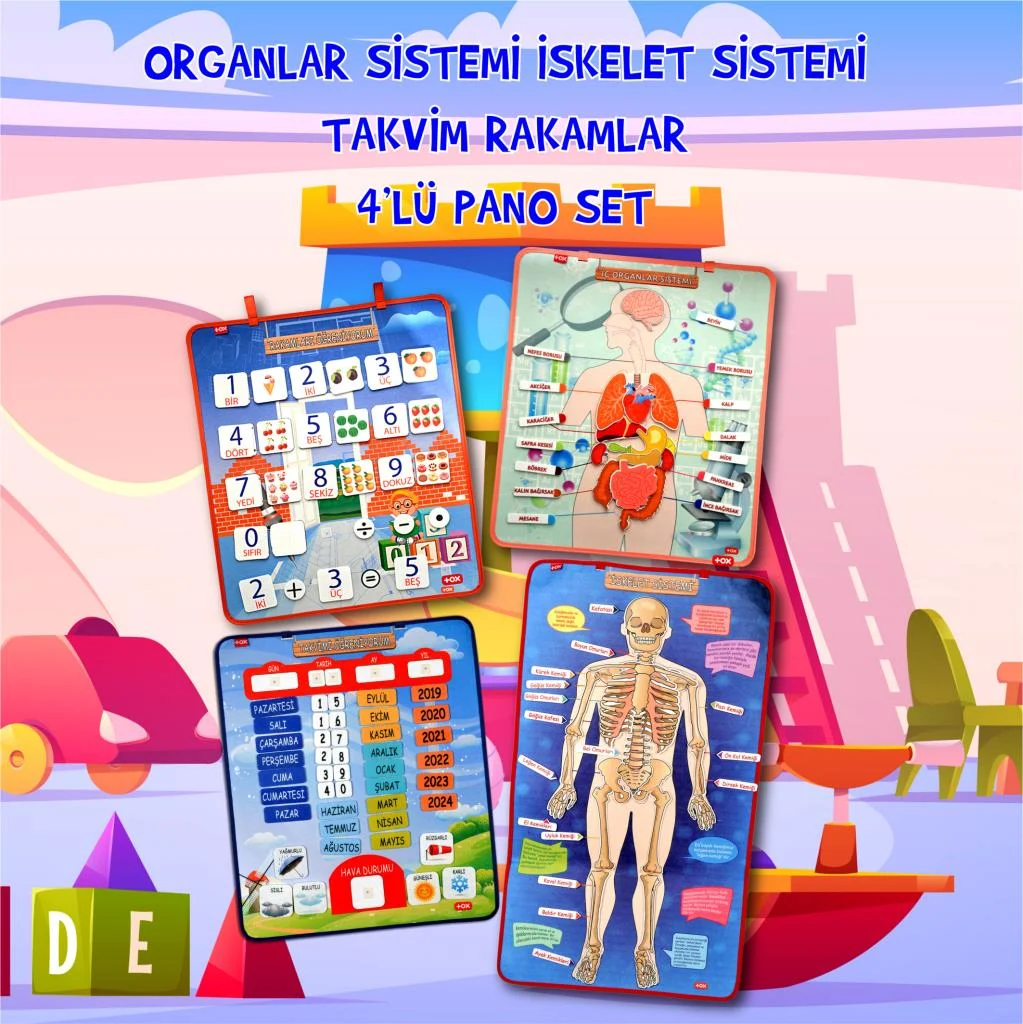 İskelet , İç Organlar Sistemi , Takvim ve Rakamları Öğreniyorum (4lü) - Görsel 2