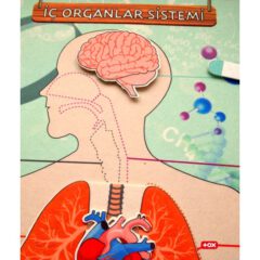Iç Organlar Sistemi - Görsel 5