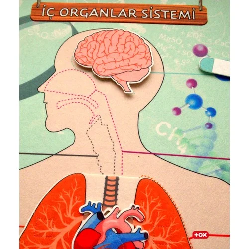 Iç Organlar Sistemi - Görsel 5