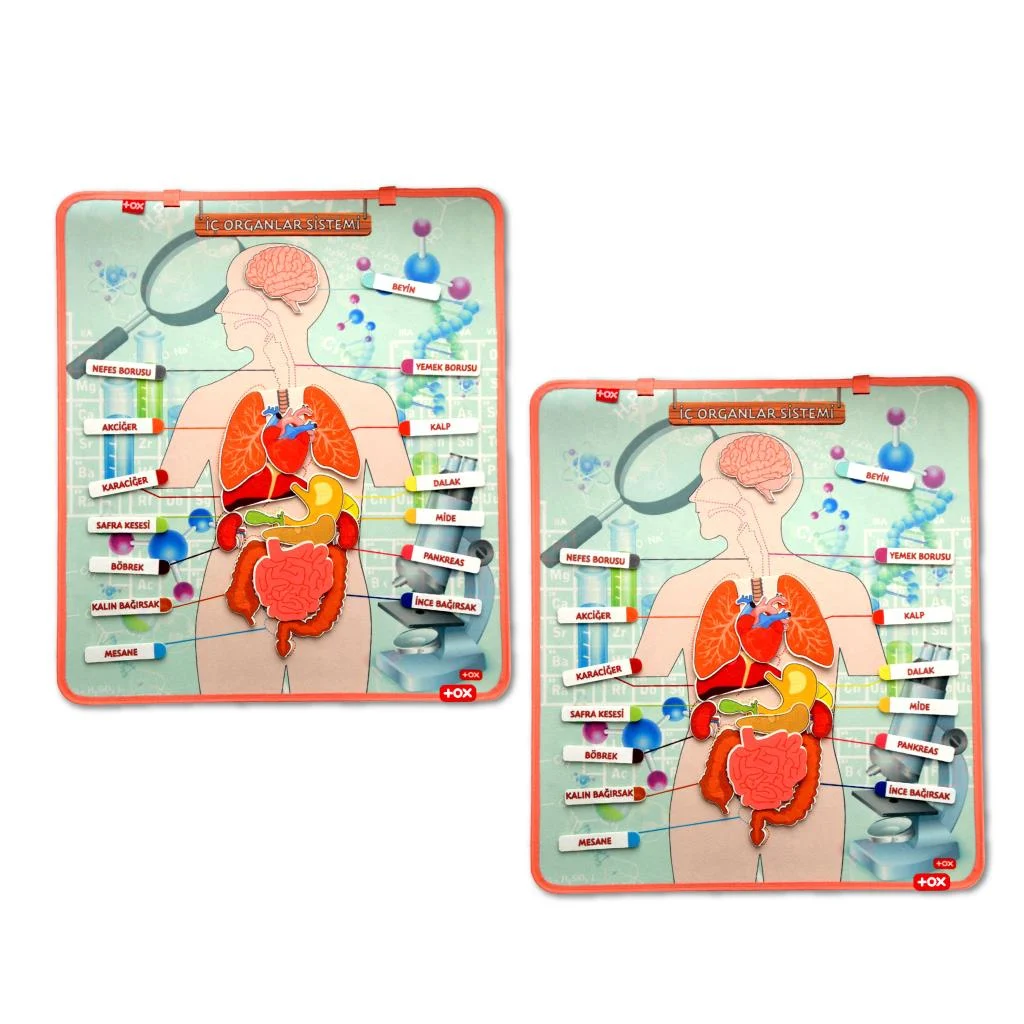 İç Organlar Sistemi (2Set) - Görsel 6