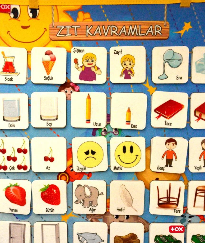 İç Organlar ve Zıt Kavramlar (2li) - Görsel 10