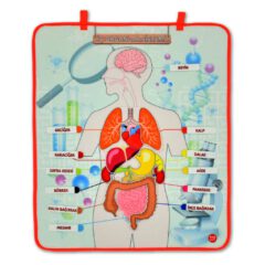 Takvimi Öğreniyorum, Organlar ve İskelet Sistemi (3lü) - Görsel 10