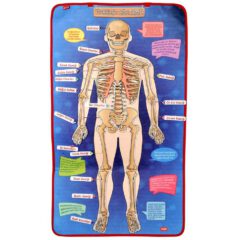 Takvimi Öğreniyorum, Organlar ve İskelet Sistemi (3lü) - Görsel 9