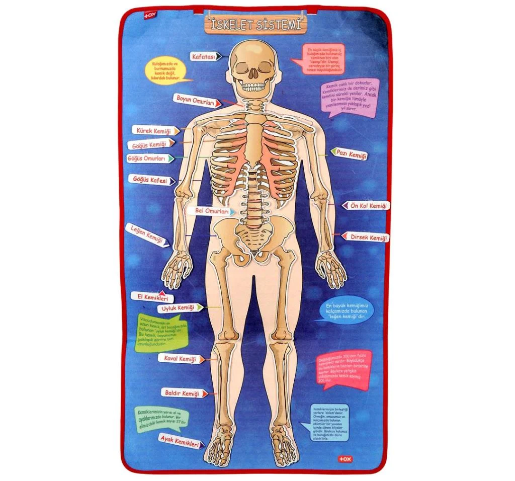 İskelet , İç Organlar Sistemi , Takvim ve Rakamları Öğreniyorum (4lü) - Görsel 9