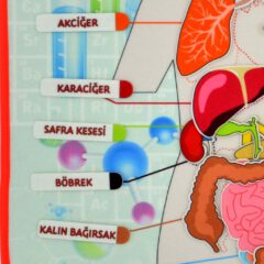 Iç Organlar Sistemi - Görsel 13