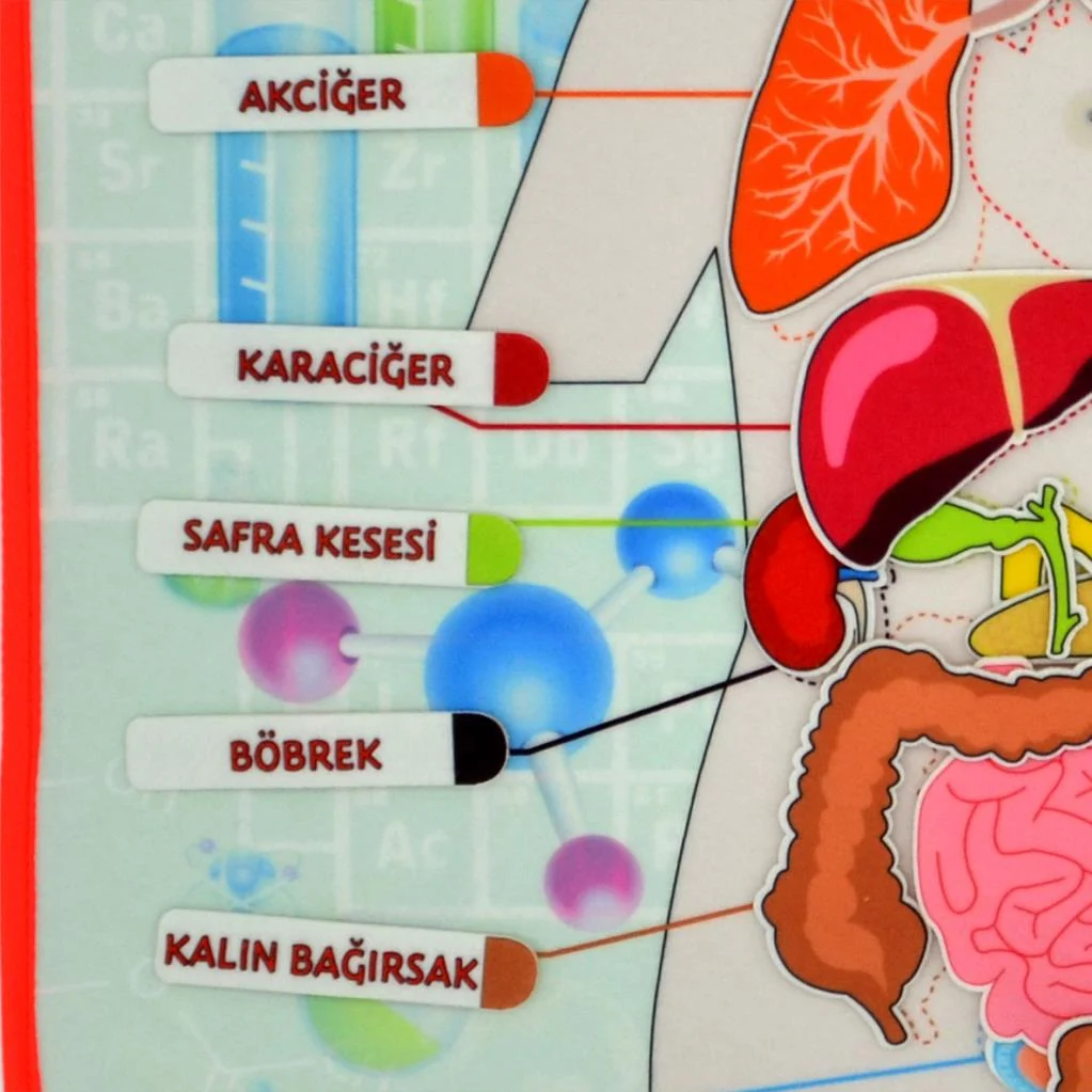 Iç Organlar Sistemi - Görsel 13